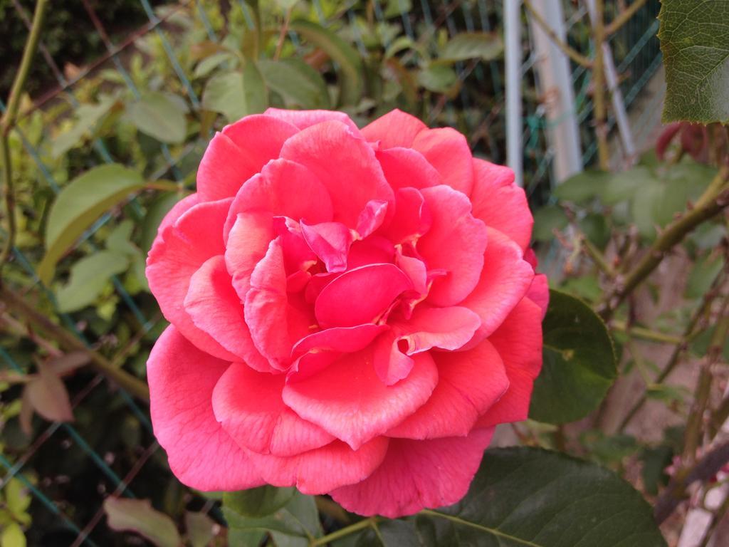 Affittacamere Le Rose Имола Экстерьер фото